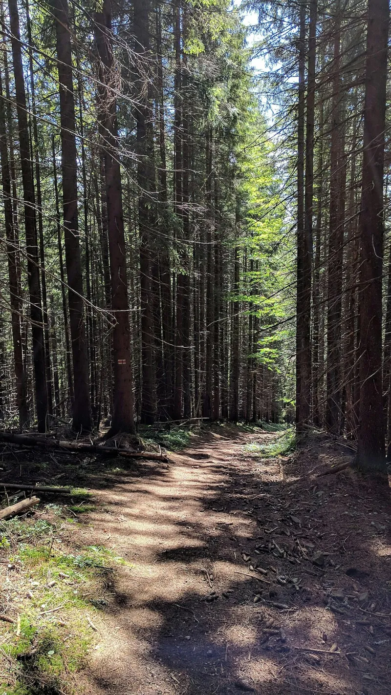 Stuck in the Muddy Middle: Why Progress Feels Like Nothing When You're Actually Halfway There